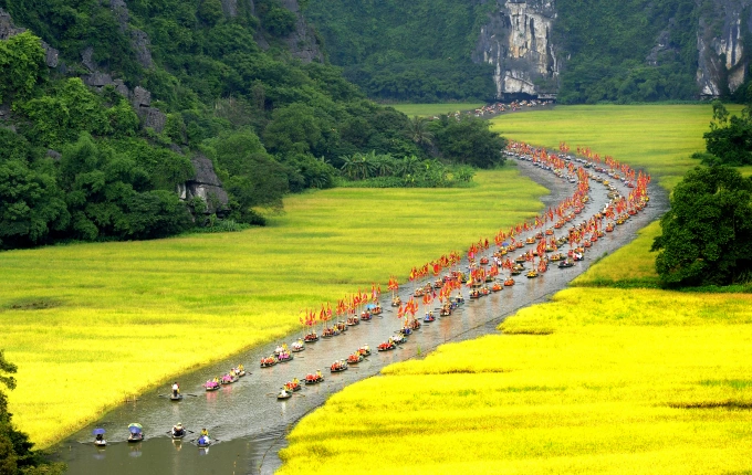 Mùa vàng Tam Cốc. Ảnh: Lê Hoàng